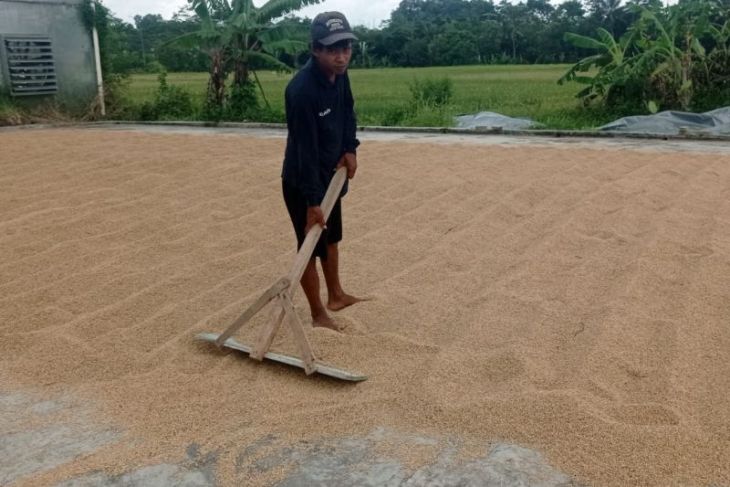 Produksi gabah di Lebak Januari-Juni tembus 475.348 ton