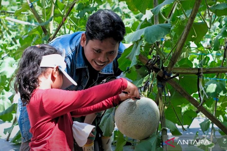 BUMDes Pertala Desa Jatuh HST tingkatkan sektor pertanian lewat agrowisata melon