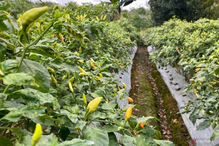 Harga cabai hiyung di Tapin Kalsel Rp58 ribu per kilogram