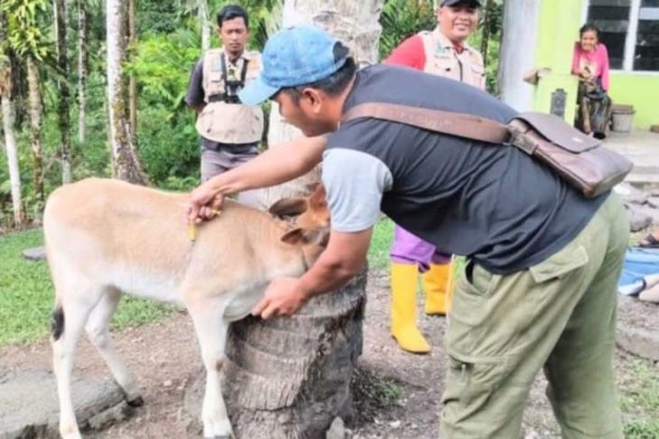 Dinas Peternakan Simeulue vaksinasi ternak cegah penyakit menular