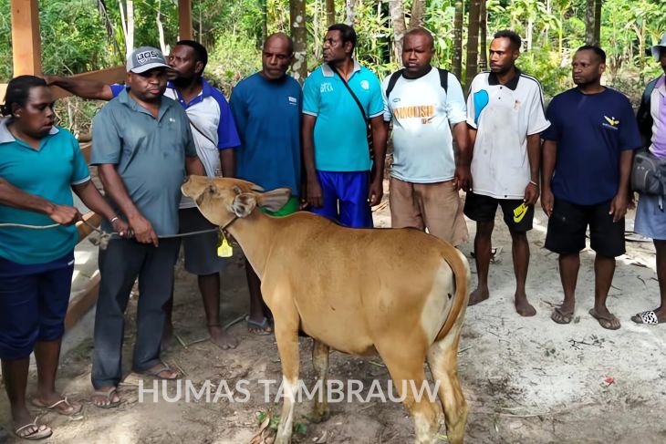 Tambrauw salurkan bantuan 36 ternak sapi untuk peternak di Amberbaken