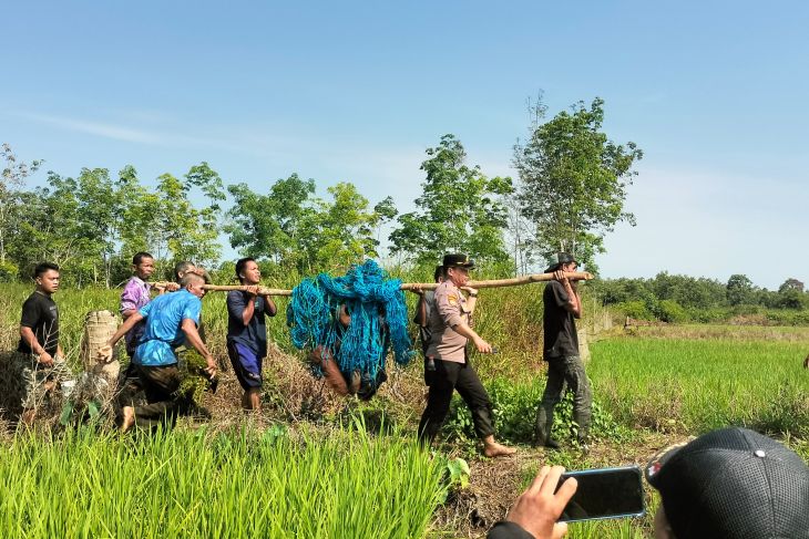 Polsek Banua Lawas dampingi tim BKSDA evakuasi orang utan di Desa Habau