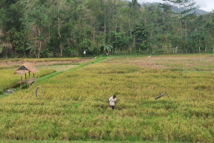 Belasan hektare sawah di Tulungagung terdampak kekeringan
