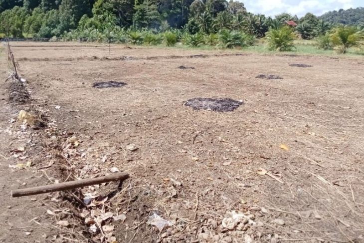 Kemarau panjang, 386 hektare lahan sawah di Aceh Jaya alami kekeringan