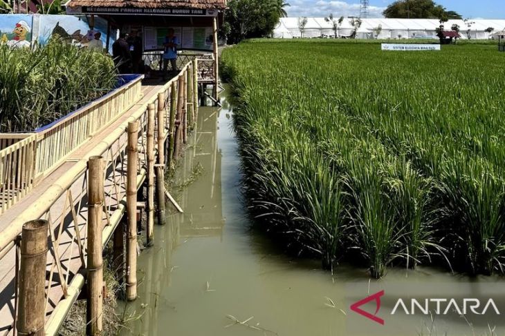 Pemprov Gorontalo terapkan PMAAS untuk produktivitas padi 10 ton