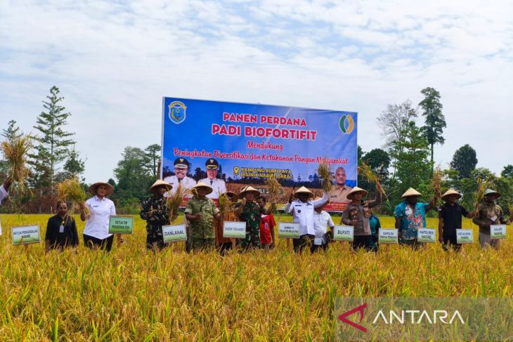 Nabire kembangkan padi biofortifit dukung ketahanan pangan