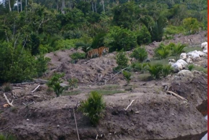 BBKSDA Riau pantau keberadaan harimau Sumatra lewat kamera jebak di Inderagiri Hilir
