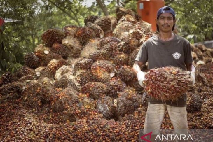 Harga tandan buah sawit di Kaltim periode II Juli naik jadi Rp3.528 per kg