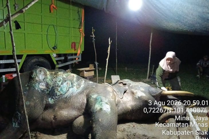 Jovi, seekor gajah berusia 46 tahun binaan PLG Minas mati akibat komplikasi