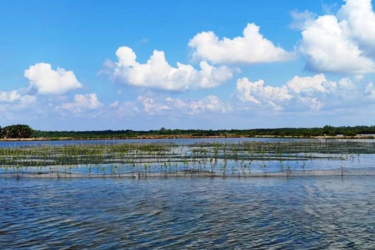 Kemenhut bina tambak ramah lingkungan di Kaltim  lewat program M4CR