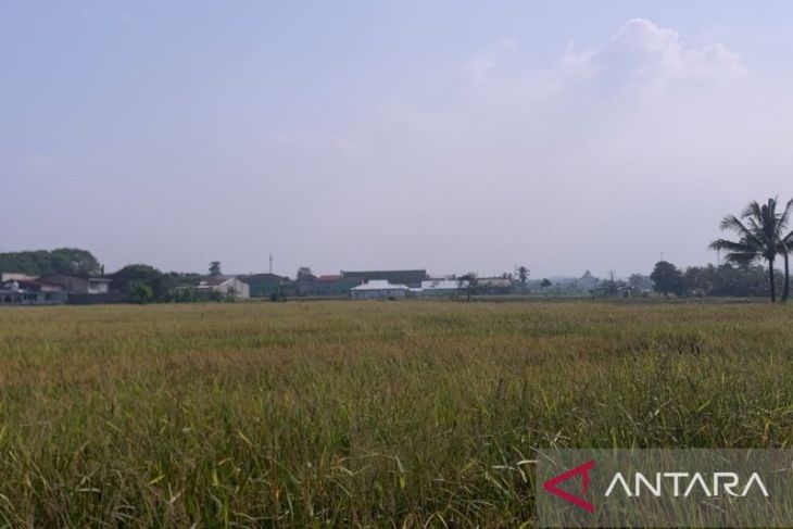 Cianjur maksimalkan pompanisasi untuk tambah debit air irigasi