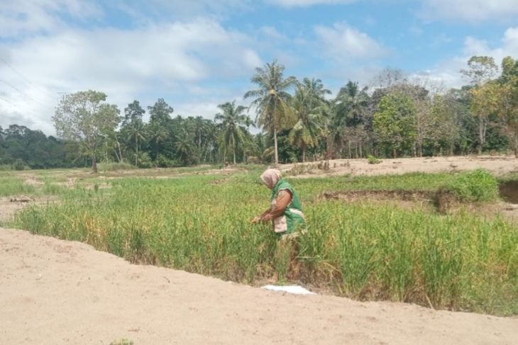 Di Tapsel sawah hancur diterjang banjir, Yanti kini berjuang hidupi lima anak
