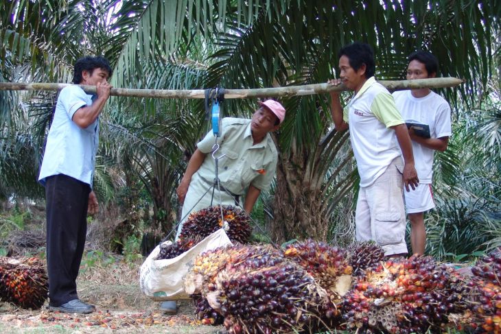 BRIN: Indonesia berpeluang jadi produsen biogas sawit dunia
