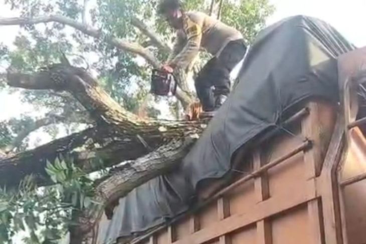Pohon tumbang timpa truk di Desa Pematang tengah, Polisi bergerak cepat evakuasi lokasi