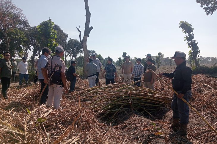 PT SGN evaluasi operasional KSO Tebu Kebun Dhoho pastikan sesuai SOP