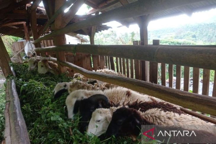 Kelompok Tani Cipicung kembangkan pertanian-peternakan terintegrasi