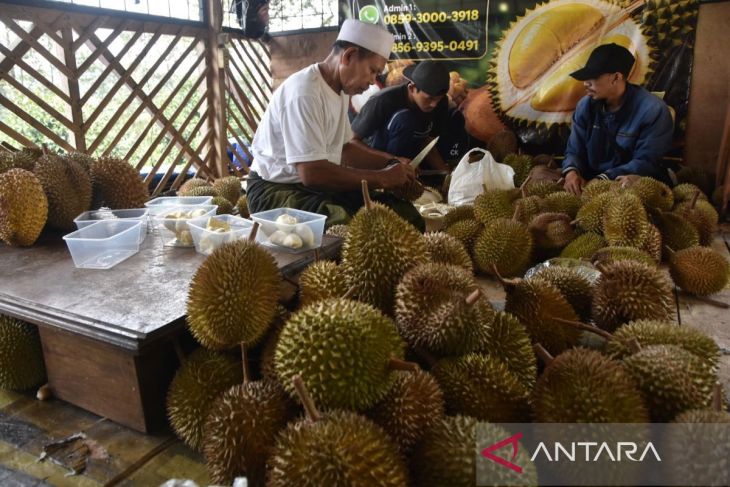 Panen raya durian Cengal Bogor