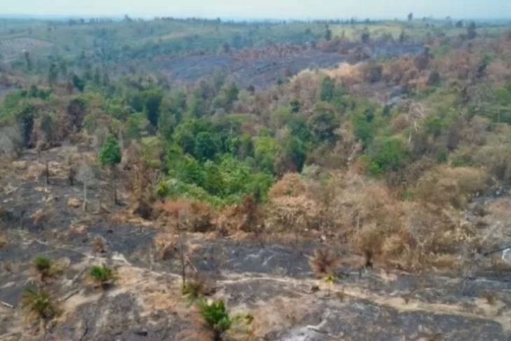 Seluas enam hektare Tahura di Kabupaten Batang Hari terbakar