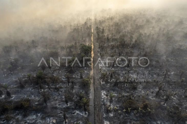 Karhutla di lahan gambut Muaro Jambi meluas