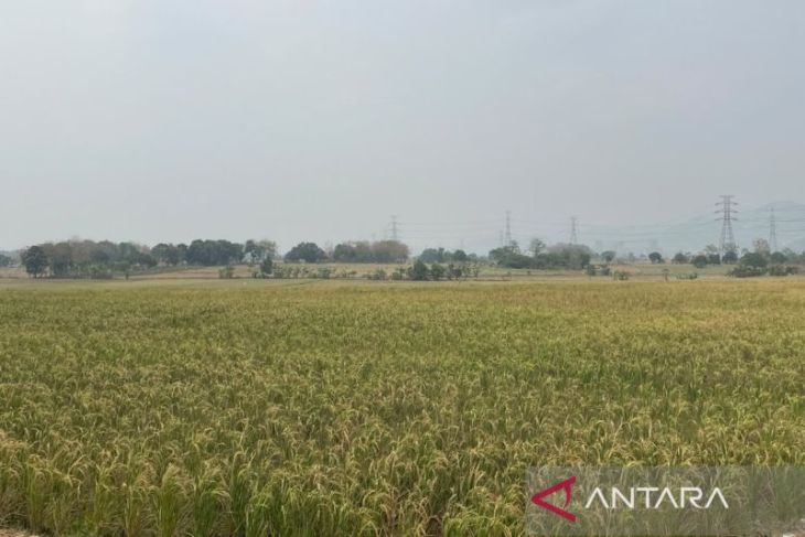 Distan Cirebon optimistis produksi padi bisa mencapai 370.000 ton di 2026