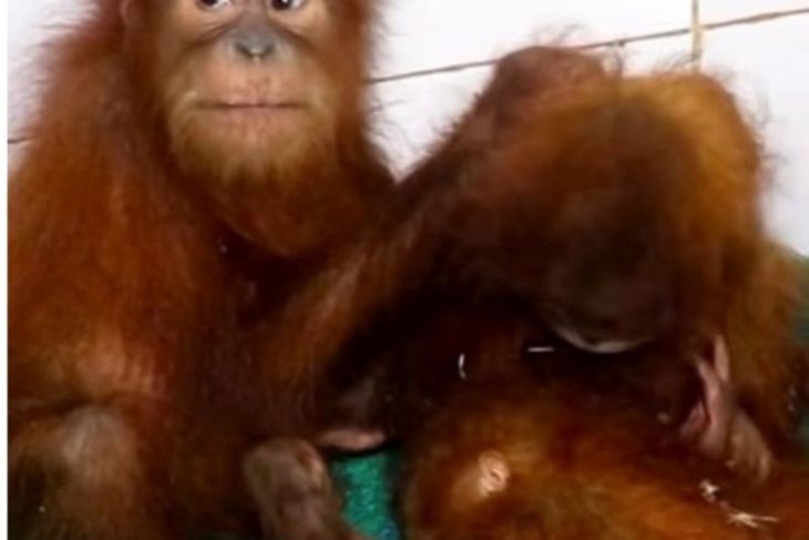 Indonesia koordinasi upayakan pemulangan 5 bayi orangutan dari India
