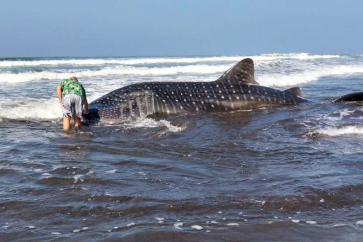 Kepolisian Resor Jembrana amankan hiu paus terdampar di pantai Kecamatan Pekutatan