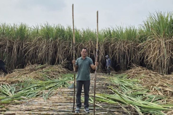 PG Ngadiredjo: Program bongkar ratoon tingkatkan produktivitas petani