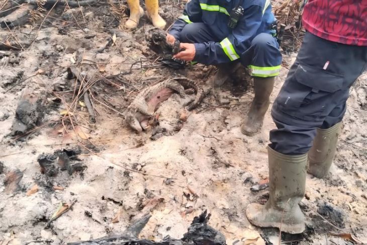 Tiga trenggiling ditemukan mati di lahan karhutla Singkawang