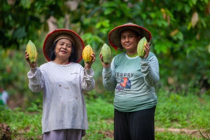 Kakao menyemai harapan baru di beranda negeri lewat agroforestri