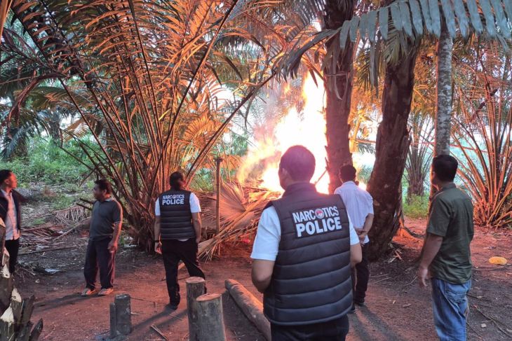Sempat viral, Polisi ratakan gubuk sarang narkoba di Silindak