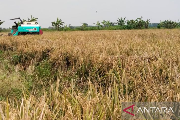 Produksi padi di Karawang capai 955.951 ton