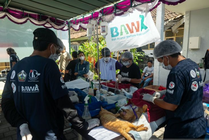 Bangli adakan sterilisasi, kastrasi, dan vaksinasi anjing untuk tekan rabies