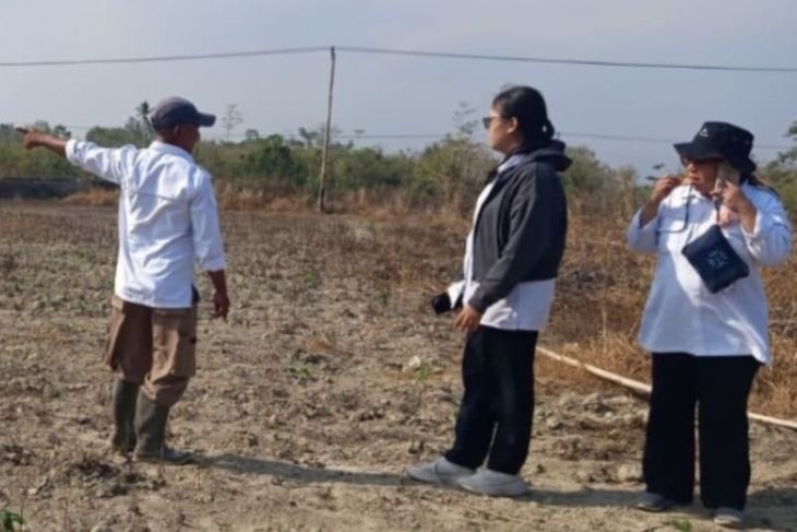 BBRMP Maluku kembangkan ubi kayu di Makariki