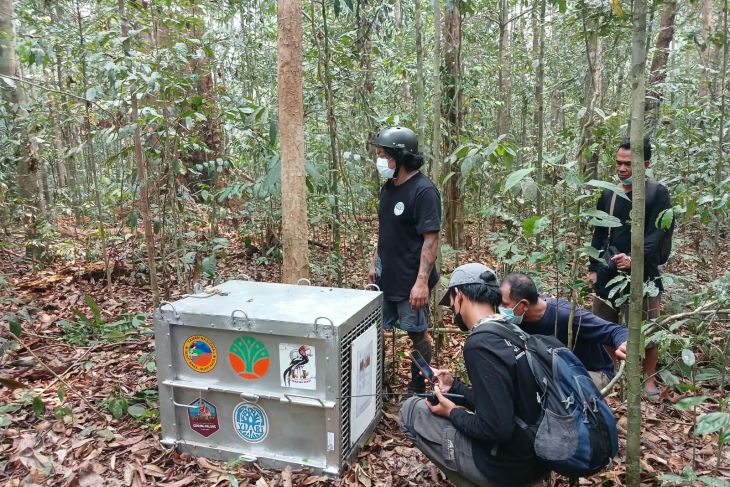 Eight orangutans rescued from W Kalimantan fires released into wild