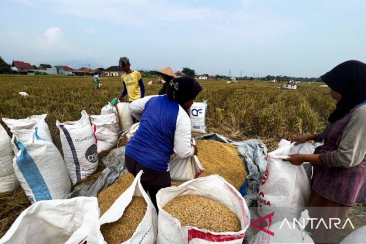 Serapan gabah dan beras Bulog Karawang telah capai 92,41 ribu ton