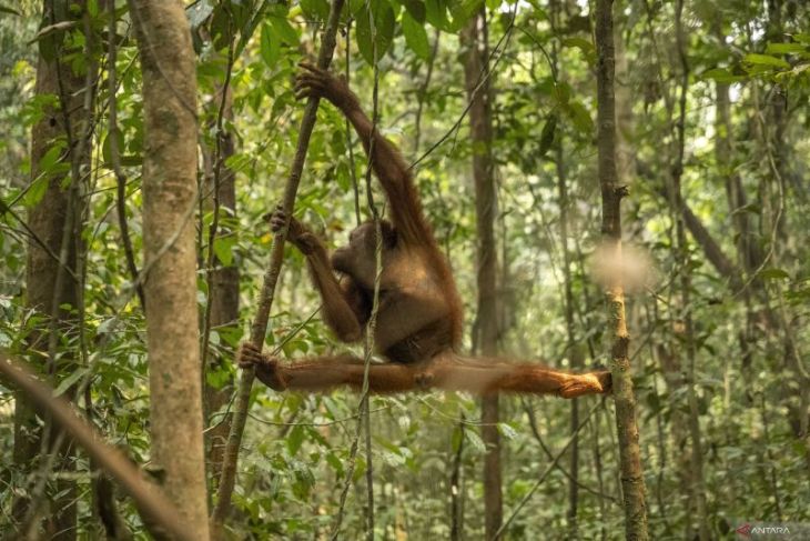 Some 46 orangutans rescued as wildfires hit West Kalimantan