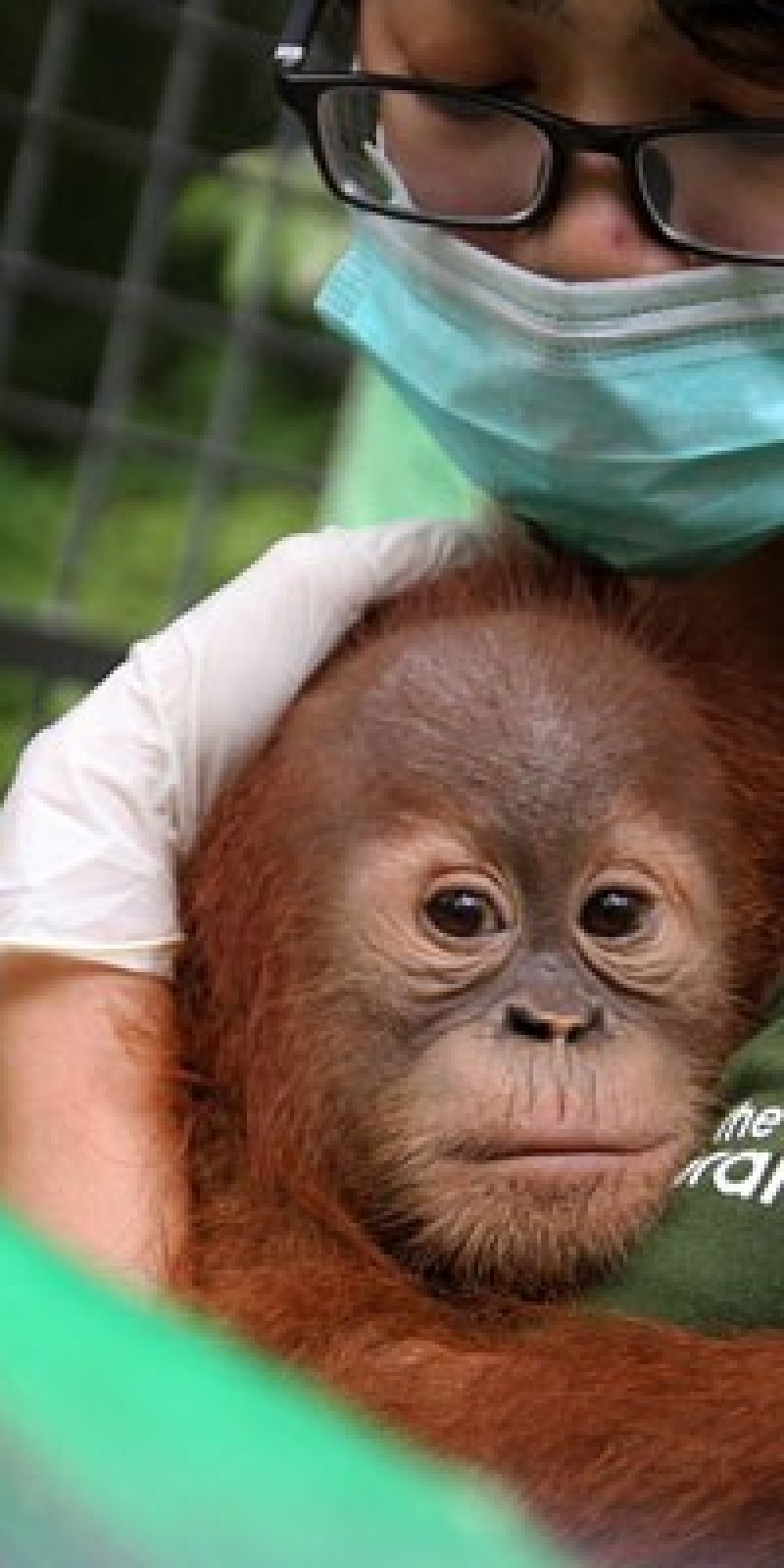 Kaos Savedodo Untuk Selamatkan Orangutan ANTARA News Kaos Savedodo Untuk Selamatkan Orangutan ANTARA News