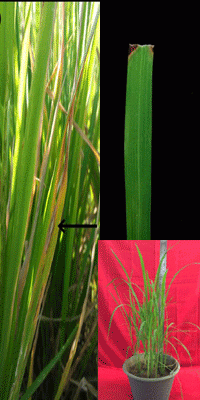 Yalangoch Polineziya ayollari