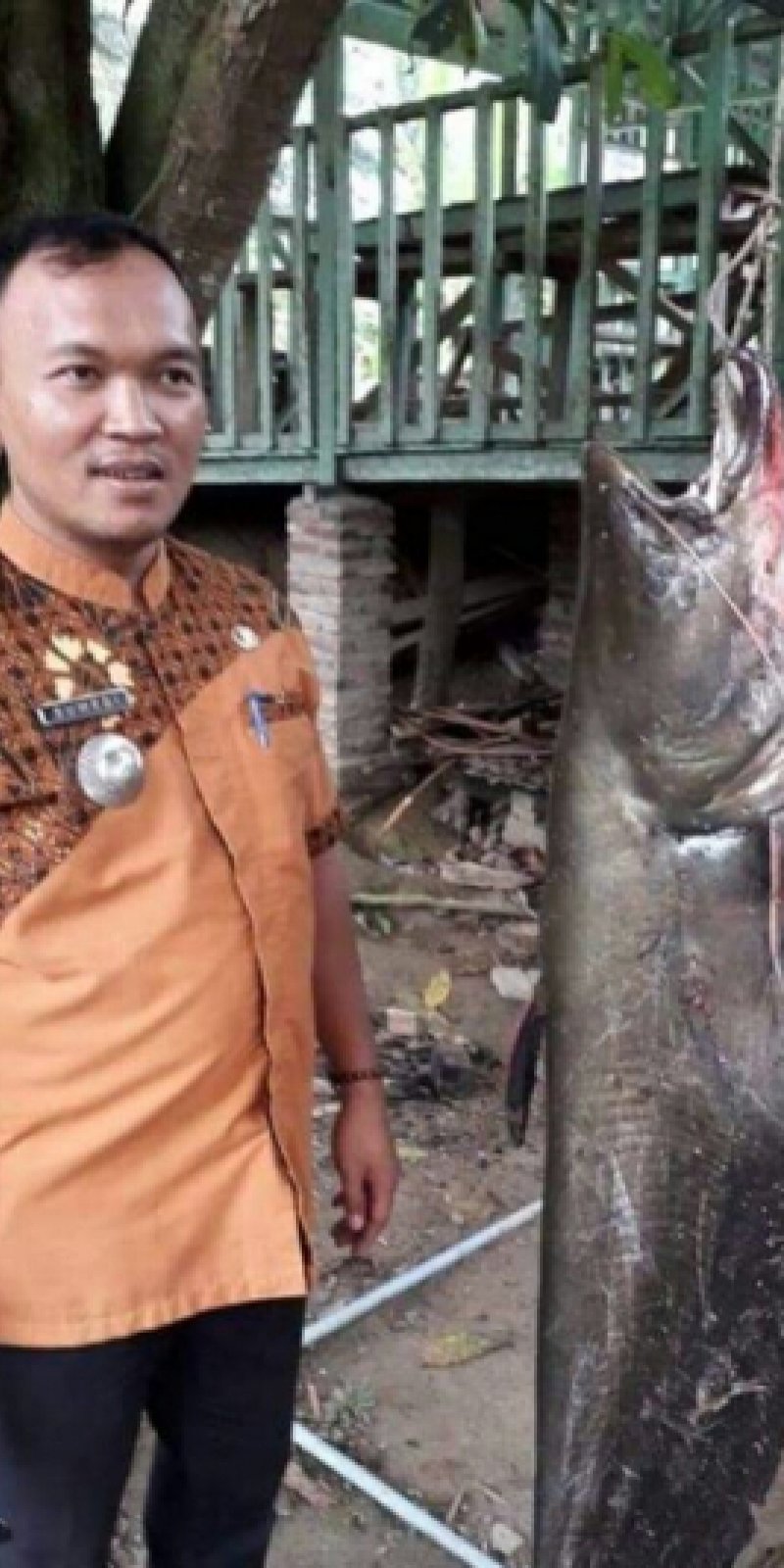 Ikan Tapah 30 Kg Tertangkap Di Labura Antara News Sumatera Utara