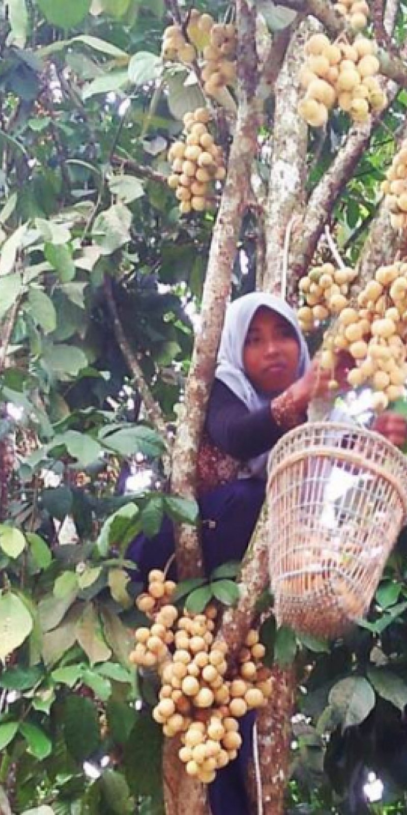 Musim panen buah duku warnai wisata percandian Muarojambi