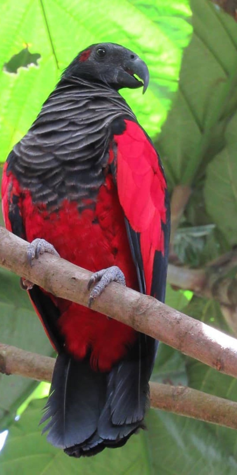 Melindungi Burung Nuri Kabare Dari Kepunahan Dengan Konservasi Antara News Aceh