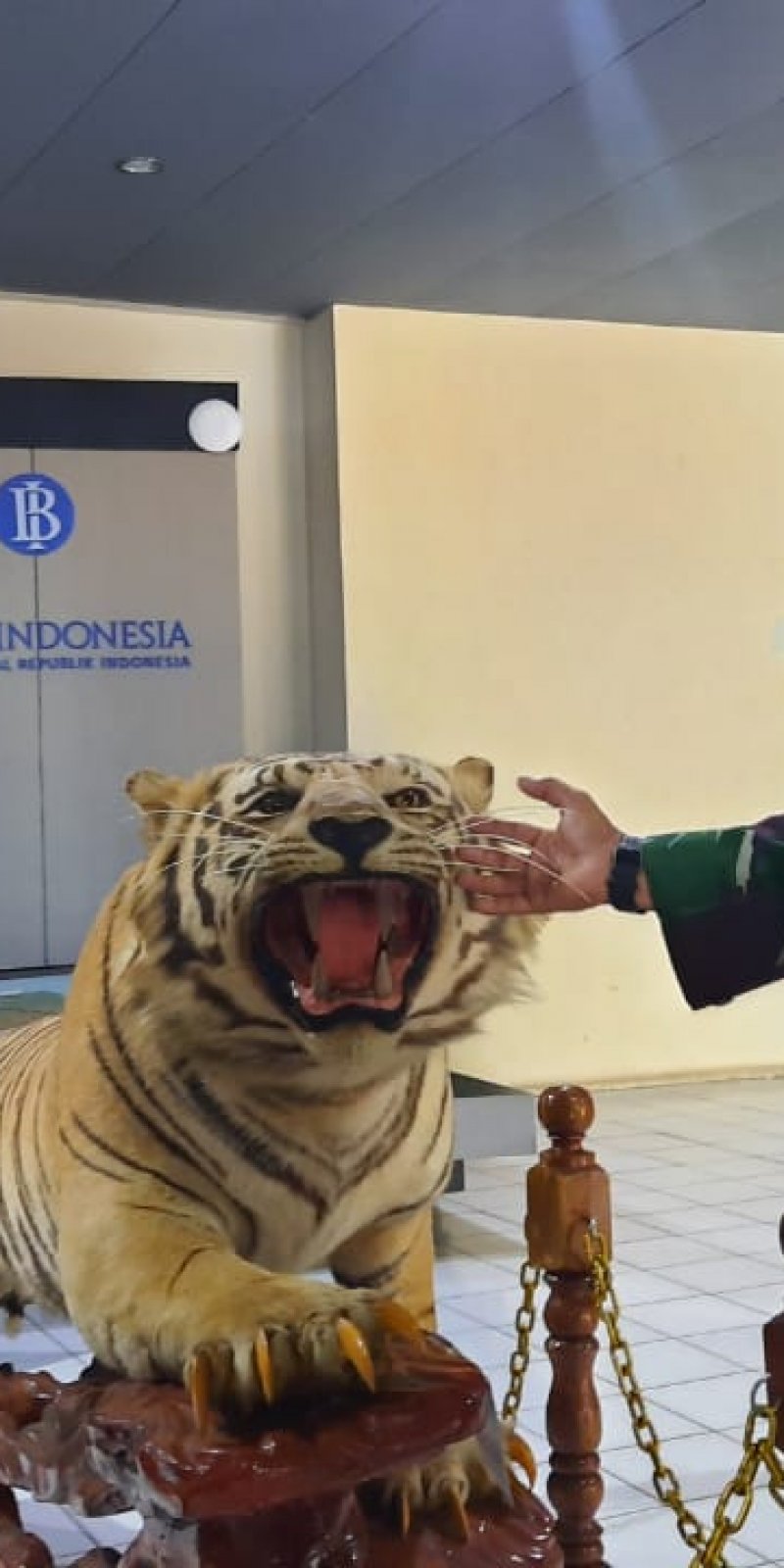 Harimau Sumatera Tapete