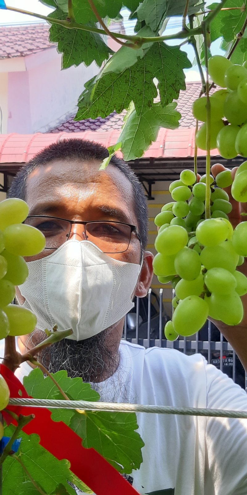 Anggur marang ladang Kasih Hidupku: