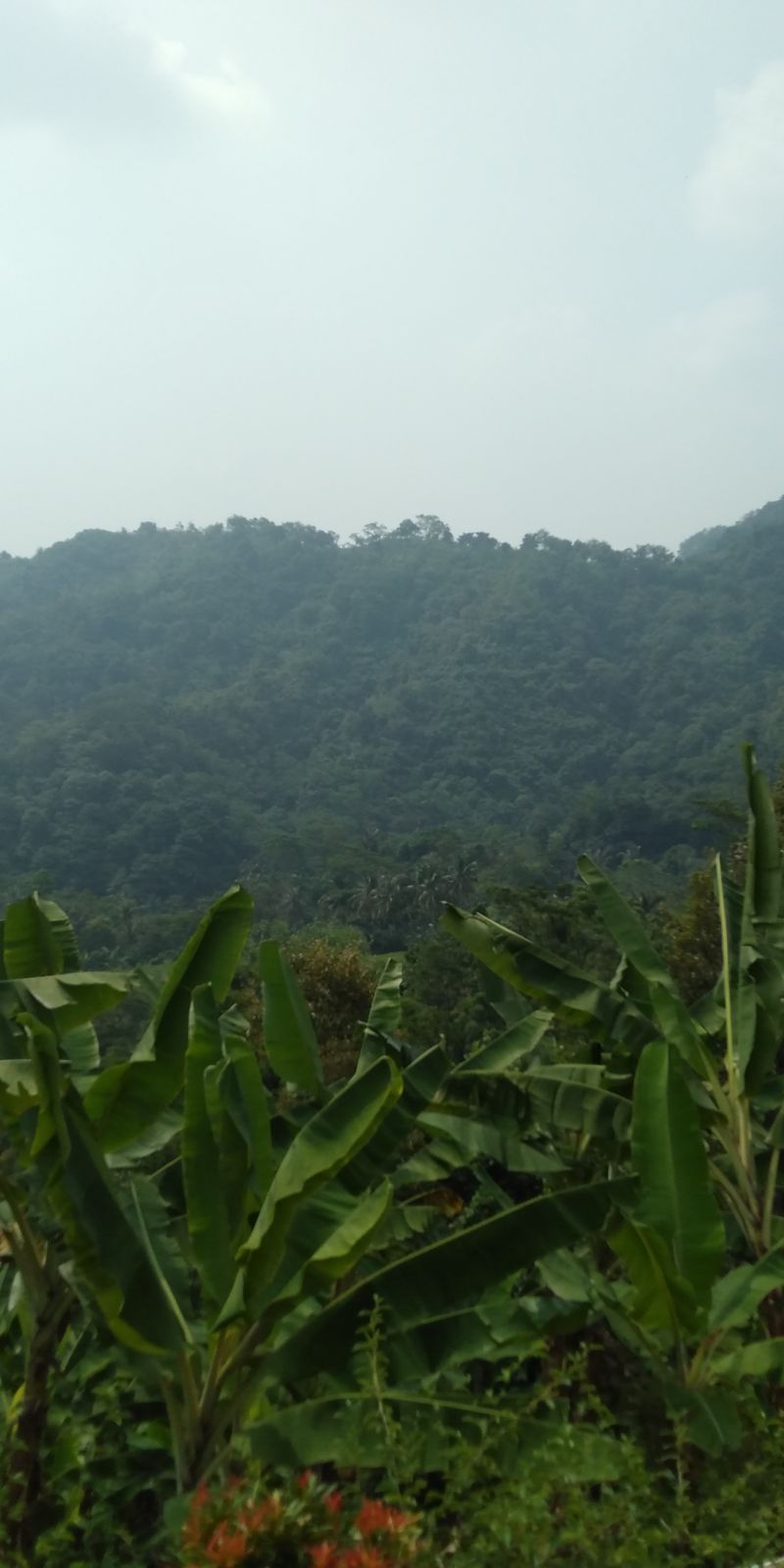 Kawasan Hutan Pangkalan Karawang Dijadikan Tempat Praktikum Kampus Unsika Antara News Megapolitan<script async src=