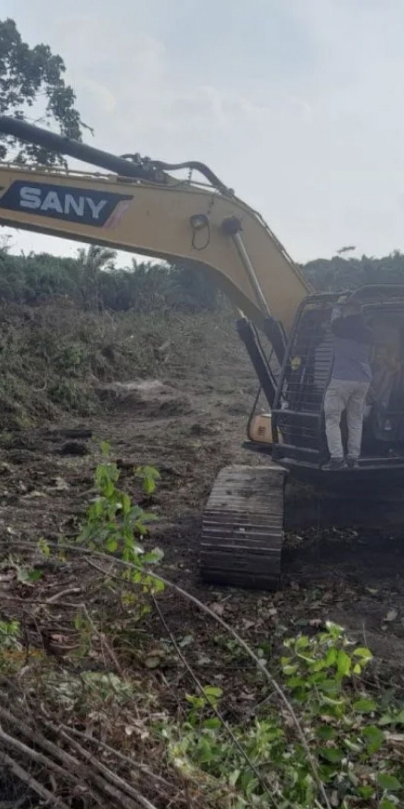 Tindak tegas perambah hutan! Pengamat hukum: Negara bisa hilang wibawa