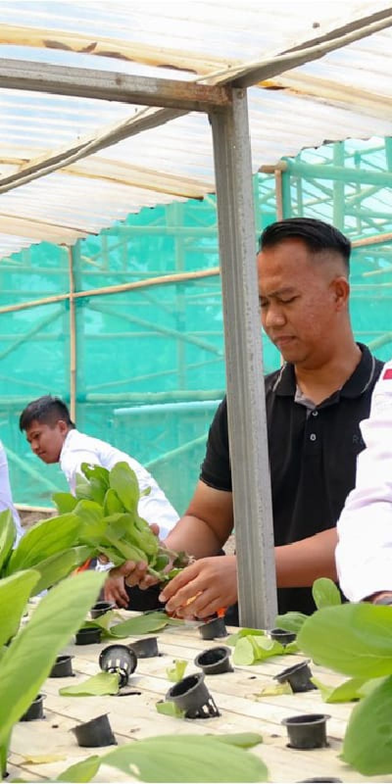 Lapas Pematang Siantar panen 40 kg pakcoy wujud ketahanan pangan