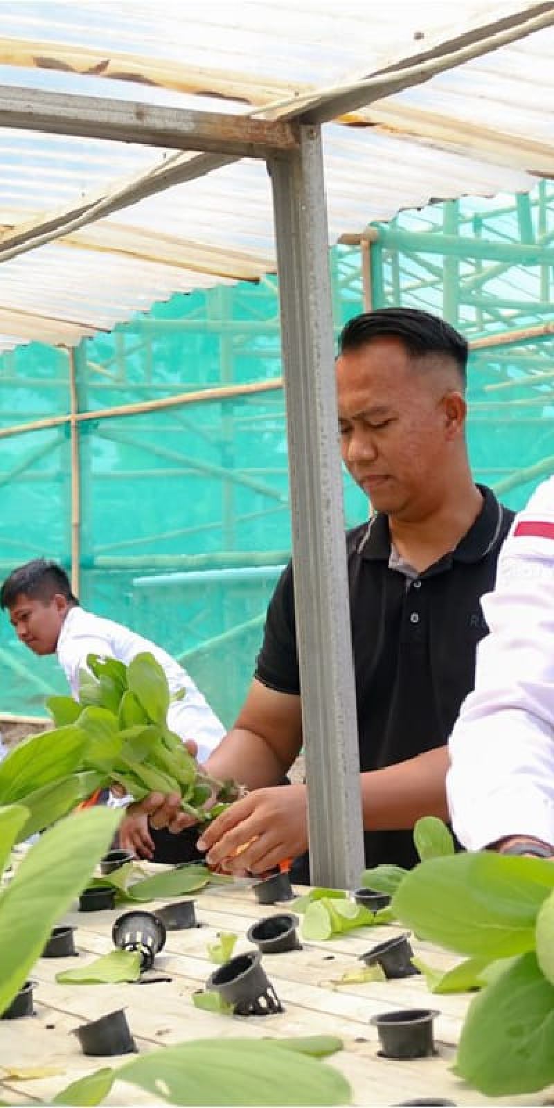 Kemenkumham Sumut galakkan tanam sayur di lapas, ini tujuannya