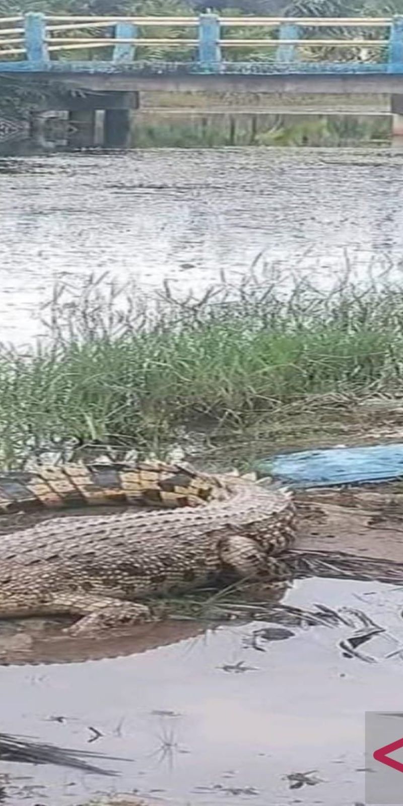 BKSDA Jambi ingatkan warga ada dugaan habitat buaya dekat permukiman