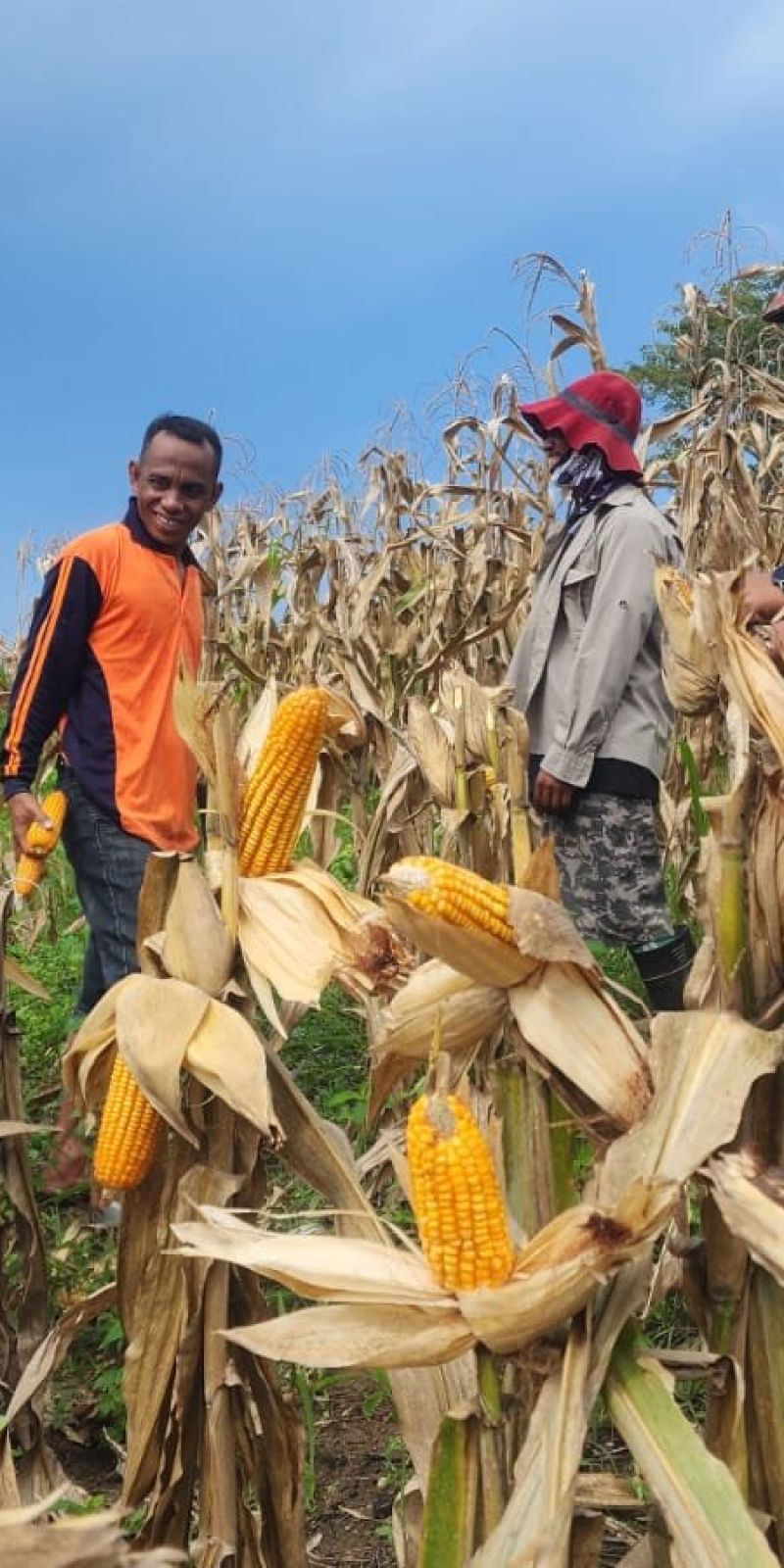 Lapas Pohuwato panen jagung bersama warga binaan