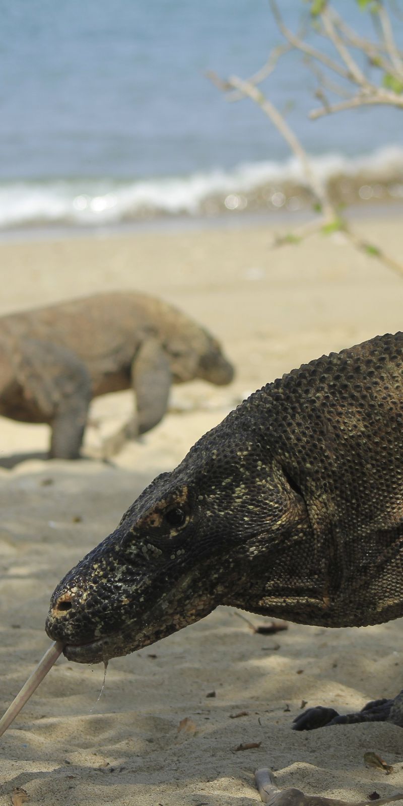 sapi4d Kemenpar nilai pembatasan kunjungan ke TN Komodo sesuai UU RI
